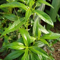 Andrographis paniculata (Burm.f.) Nees